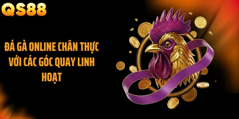 Đá gà online chân thực với các góc quay linh hoạt