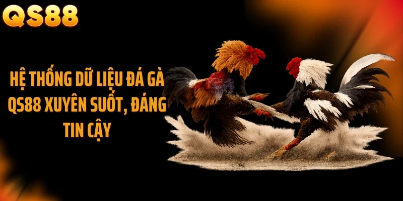 Hệ thống dữ liệu đá gà QS88 xuyên suốt, đáng tin cậy